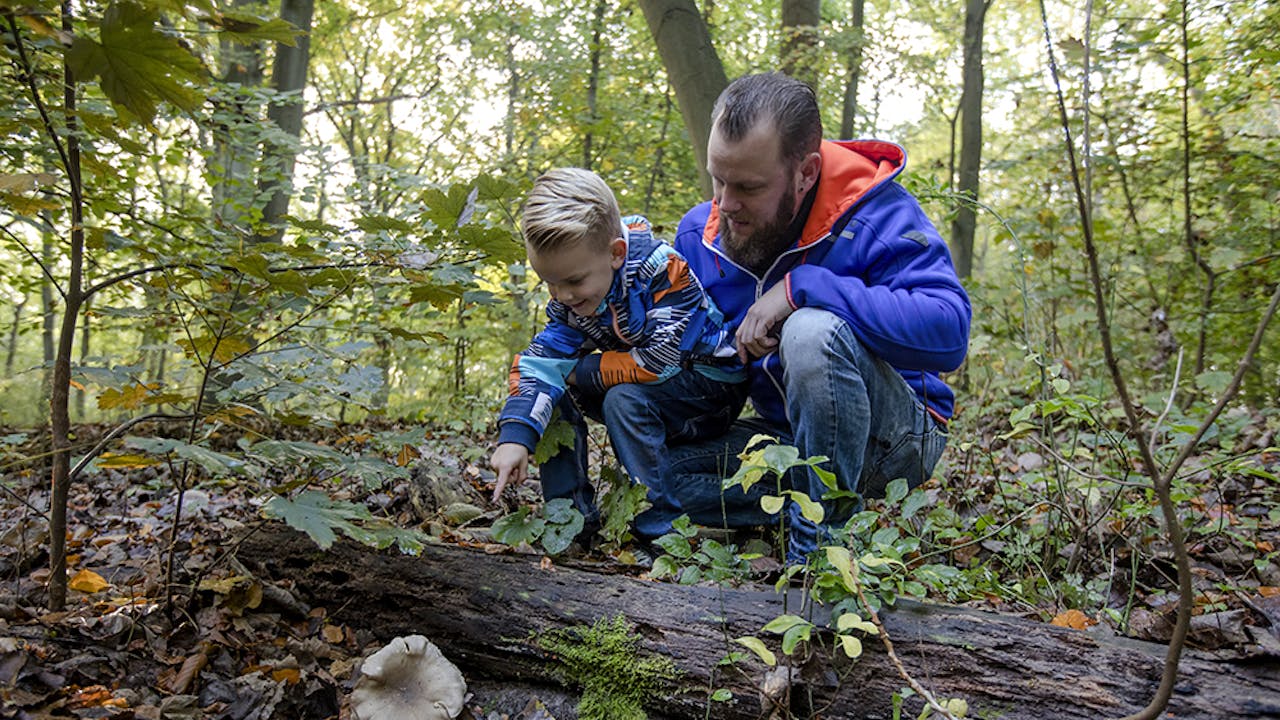 Staelduinse Bos | Foto: Ingrid Bertens