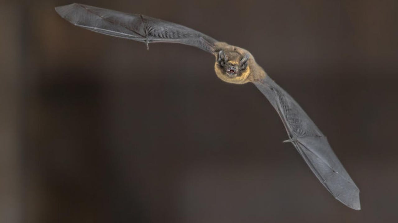 Gewone dwergvleermuis | Foto: Rudmer Zwerver