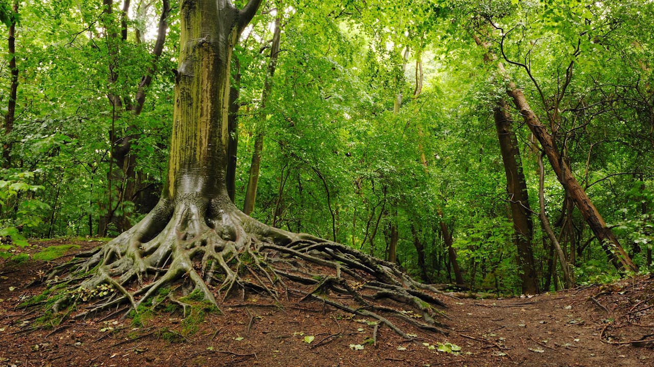 Staelduinse Bos | Foto: Holland Groen
