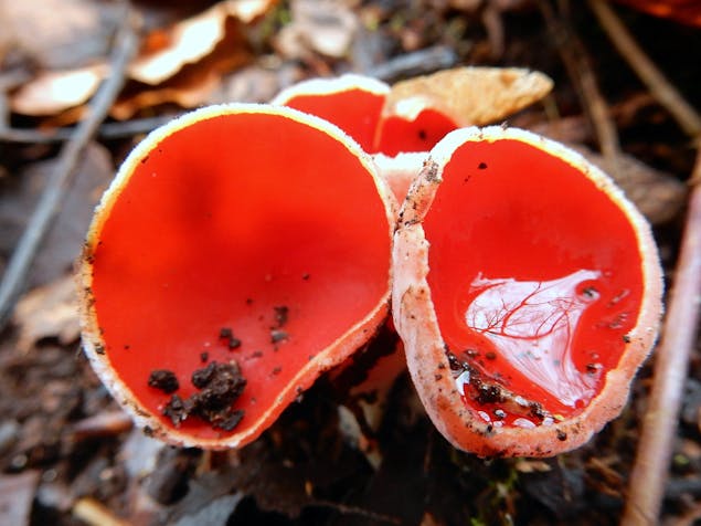 Rode bekerzwam | Foto: Walja de Ruijter