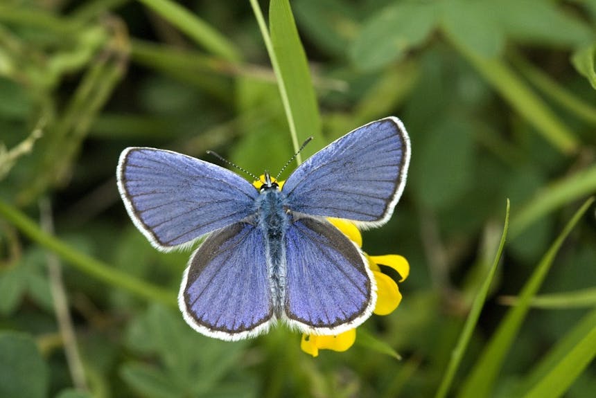 icarus blauwtje