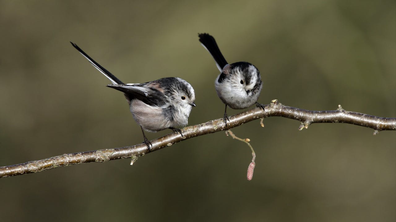 Staartmeesjes | Foto: Mike Lane