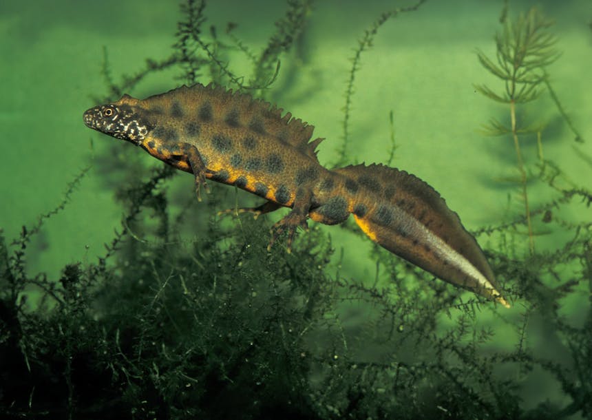 Kamsalamander