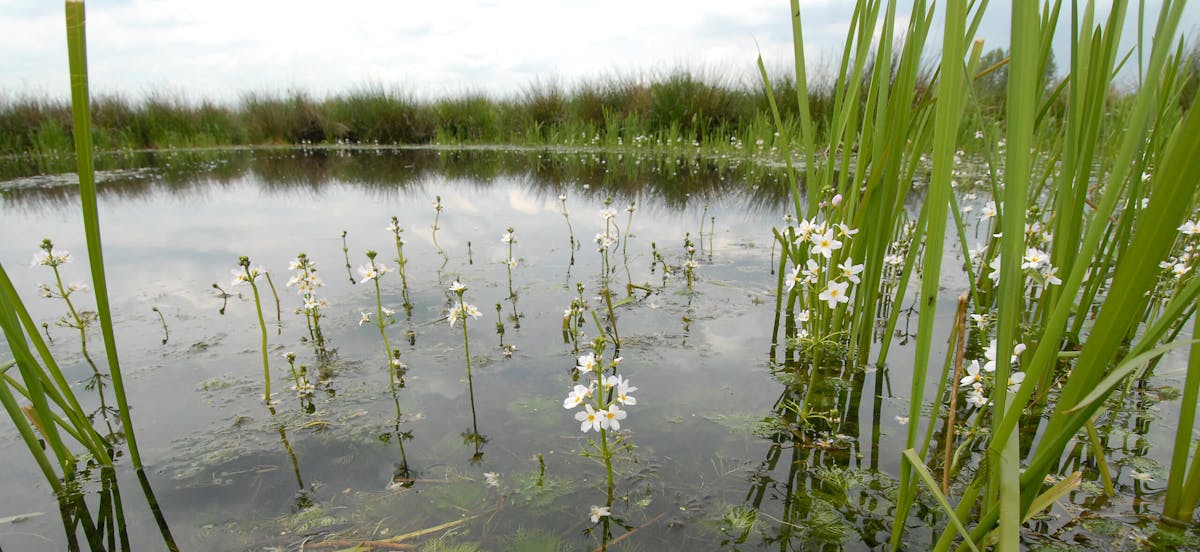 De Waai | Zuid-Hollands Landschap