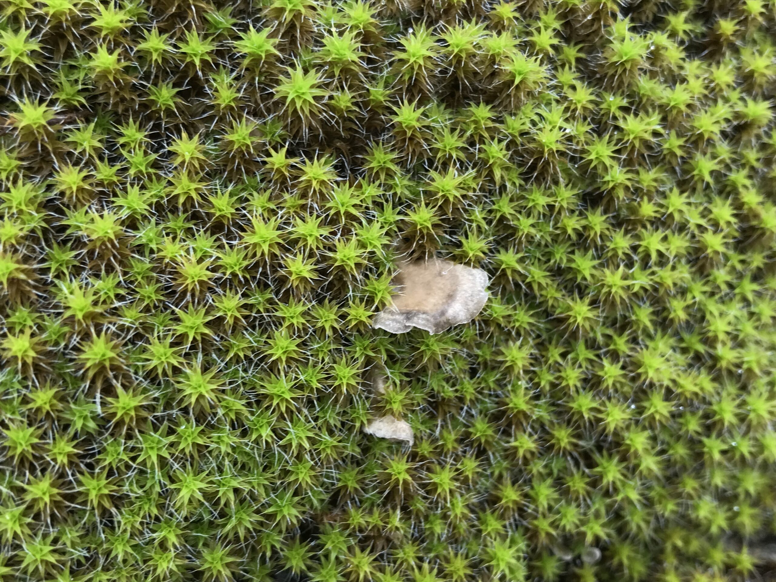 Groot duinsterretje met een gesteeld mosoortje