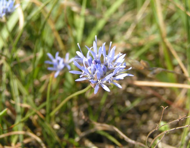 Zandblauwtje