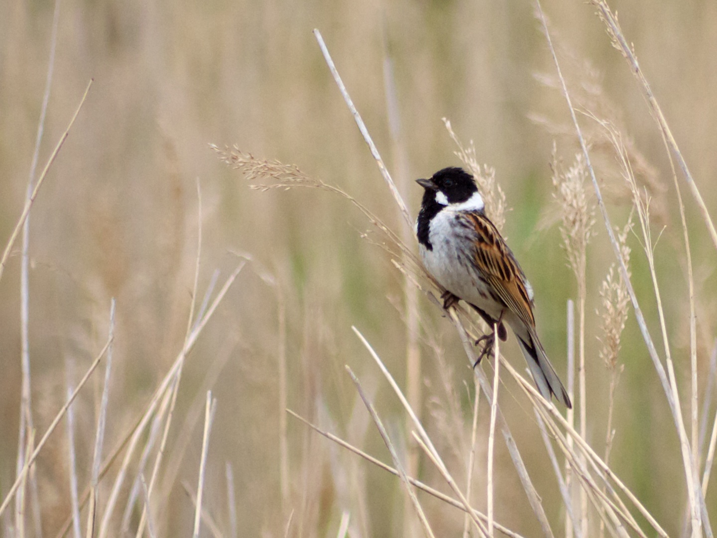 Groene Hartpad: Etappe 10 | Zuid-Hollands Landschap