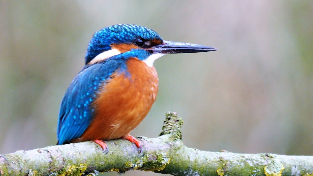 IJsvogel