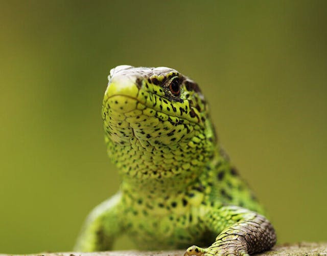 zandhagedis