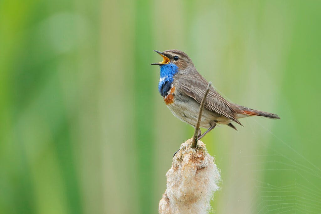 Blauwborst