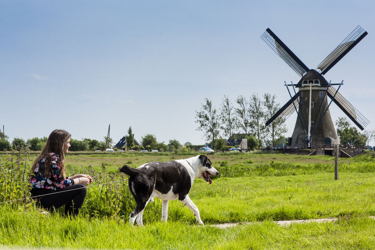 wandelen met de hond