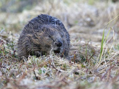 Bever - Saxifraga-Luc-Hoogenstein