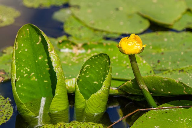 Polder-Berkenwoude-gele-plomp-Floris-Scheplitz