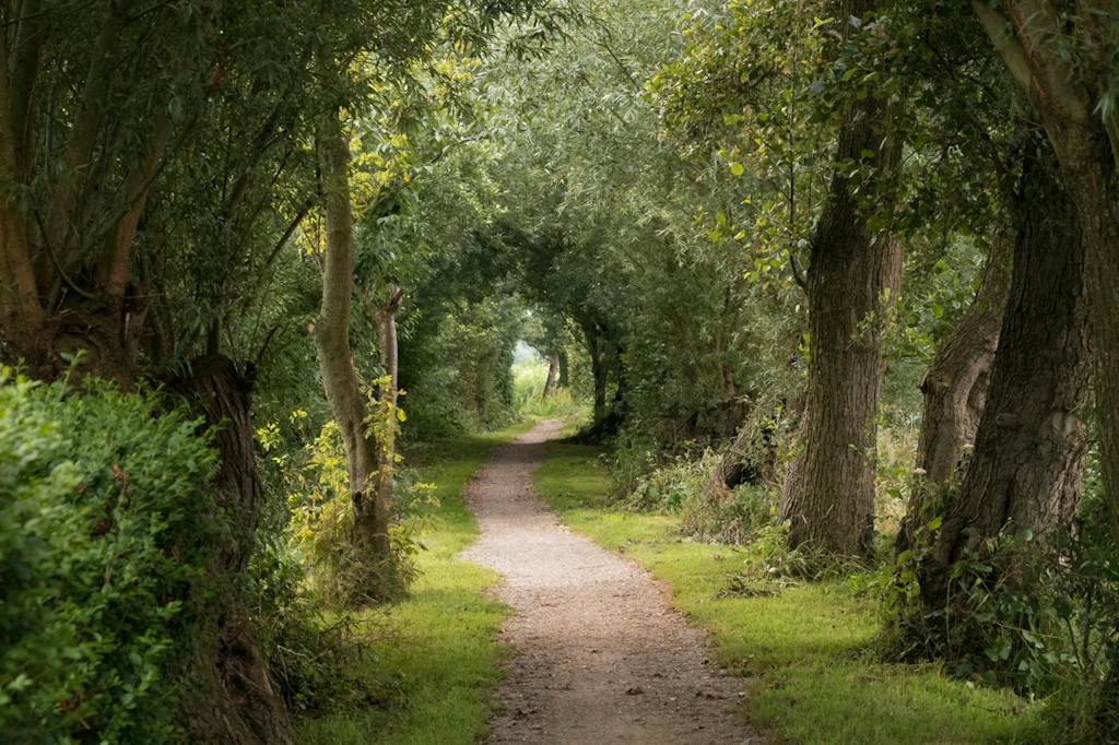 Fotografietips: bomen | Zuid-Hollands Landschap