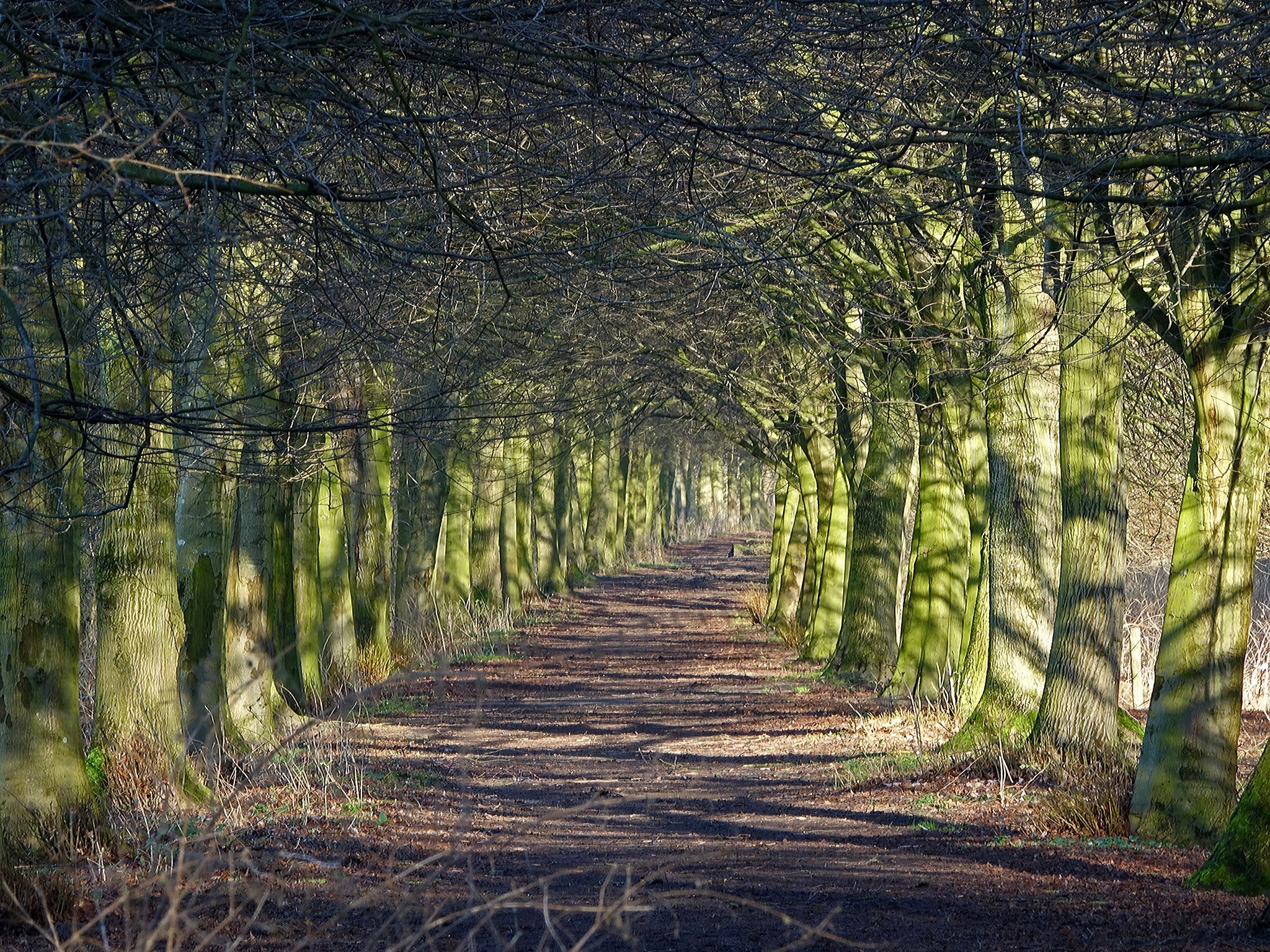 Lichtinval bomen - Teun van Dijk