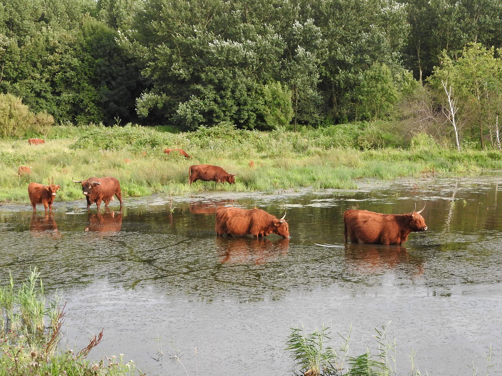 Wildernisroute Op Tiengemeten | Zuid-Hollands Landschap