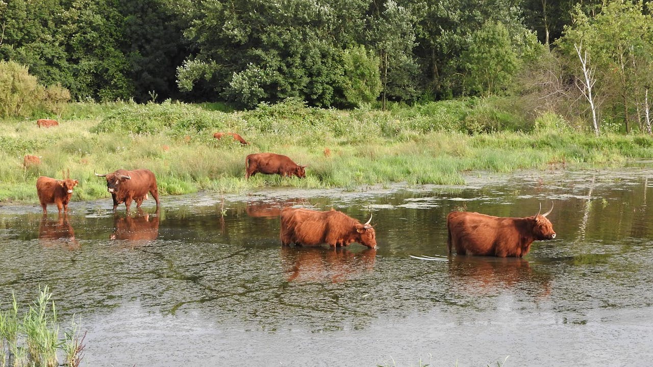 Broekpolder - Vlaardingen - Ria van der Helm