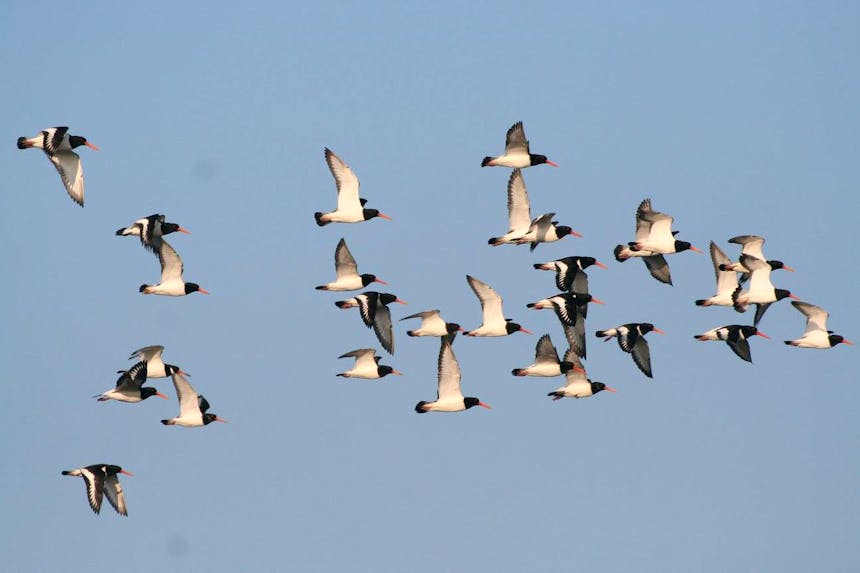 Zo vrij als een vogel | Zuid-Hollands Landschap