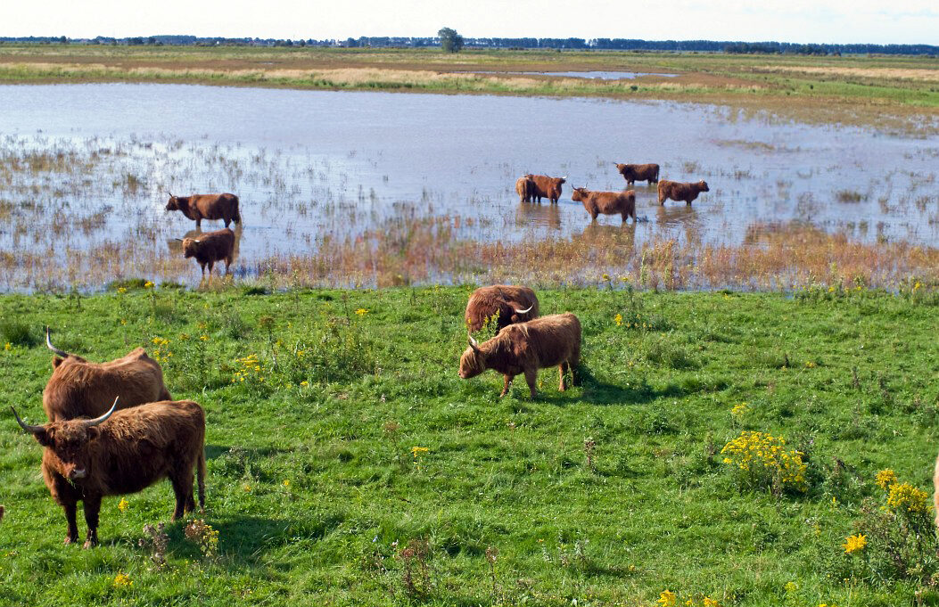 Schotse Hooglanders