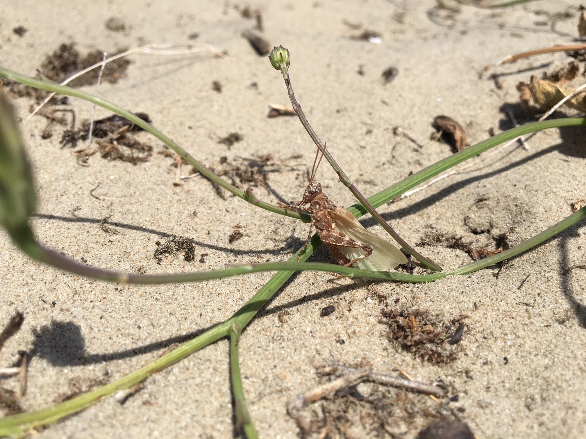 Blauwvleugelsprinkhaan