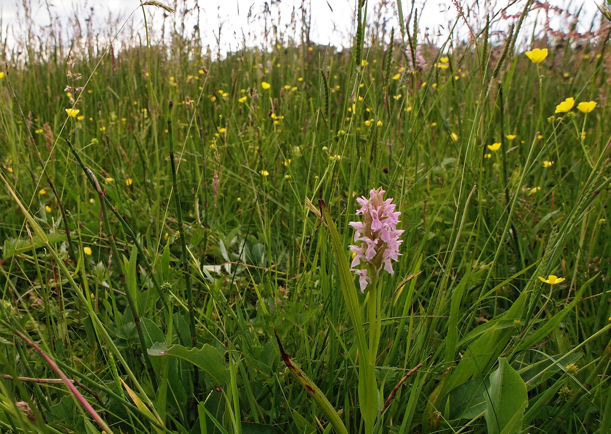 Vleeskleurige orchis