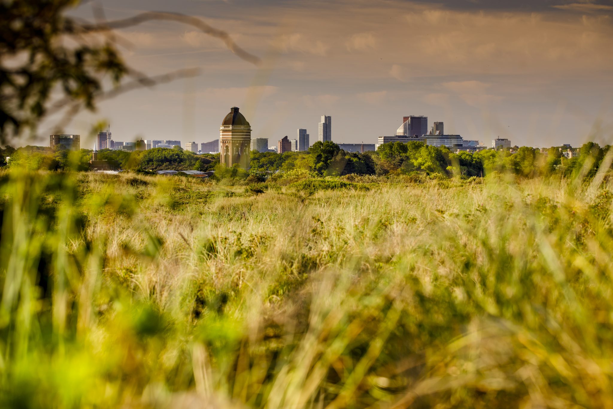 Meijendell met skyline Den Haag