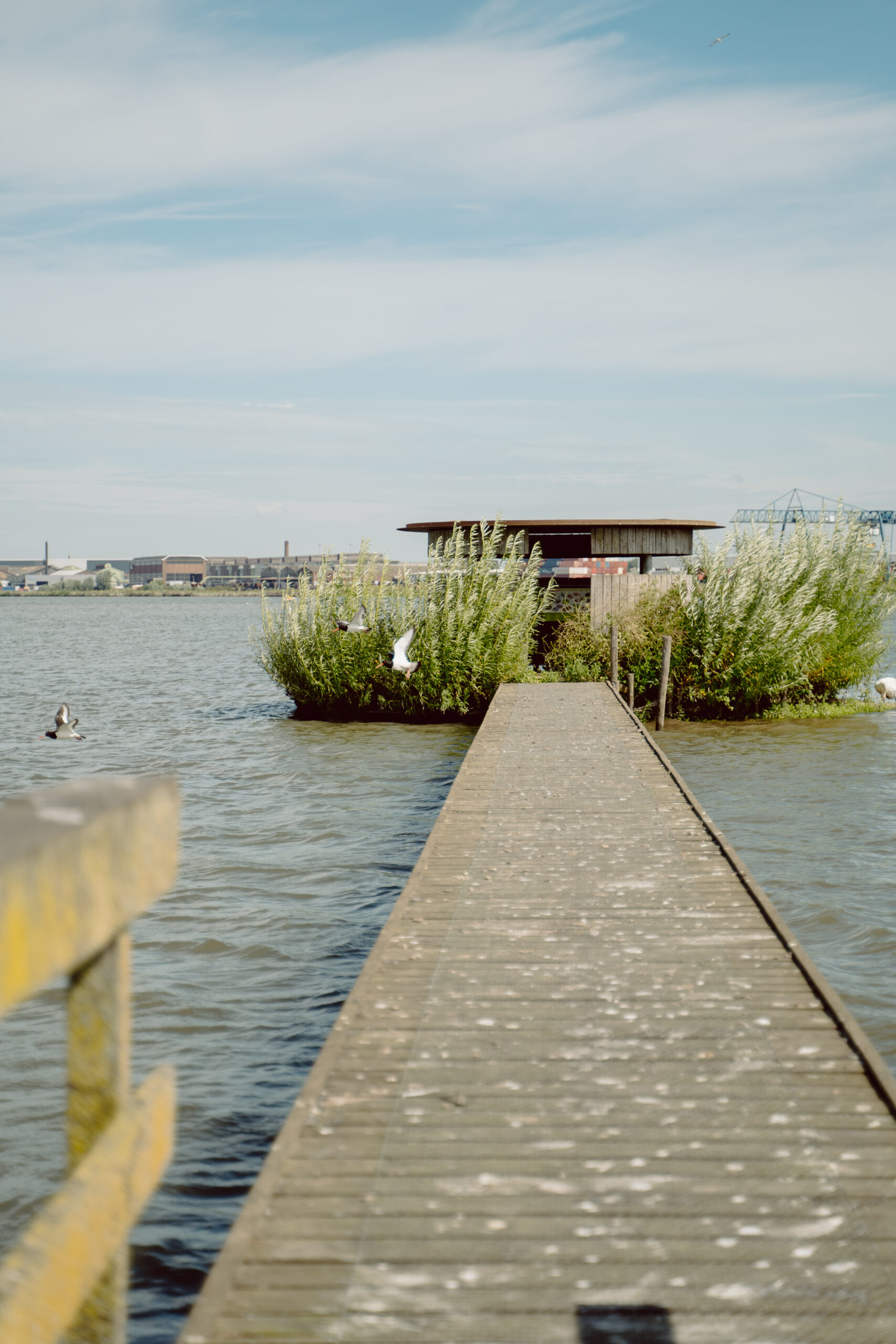 Sophiapolder Krijgt Nieuw Behangetje | Zuid-Hollands Landschap