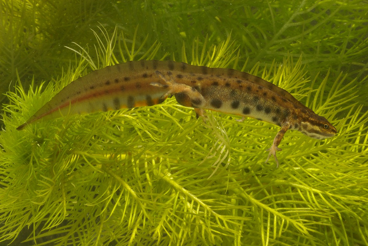 Kleine watersalamander