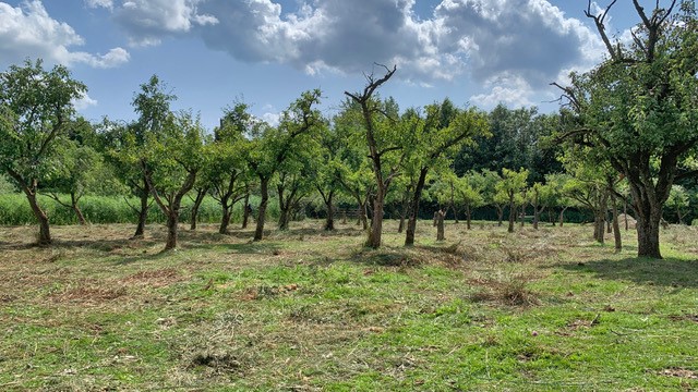 een opgeruimde boomgaard