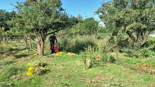 Maaien in de pruimenboomgaard