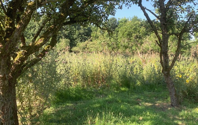 pruimenboomgaard Diefdijk