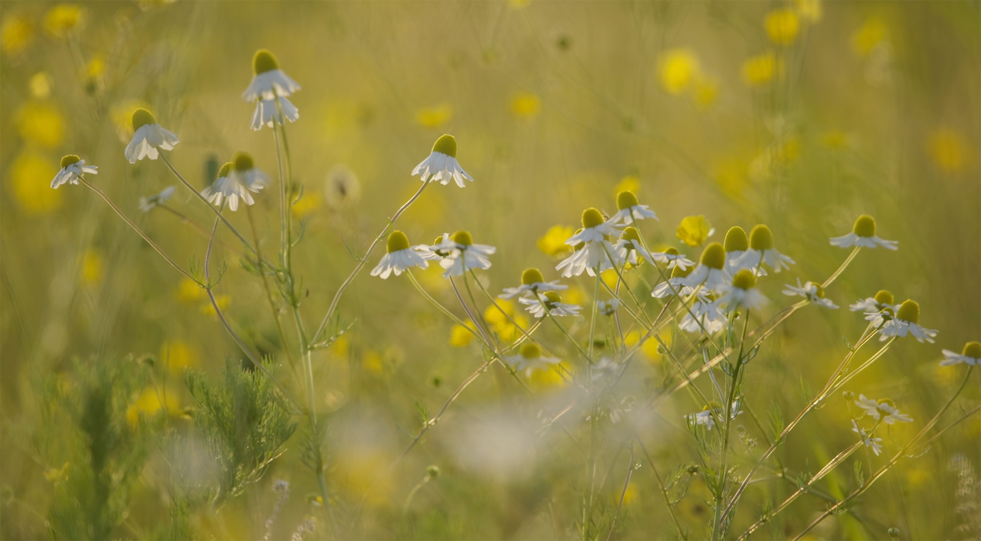 Dit Zijn Onze Plannen Voor 2024 Zuid Hollands Landschap   2000geelbloem 