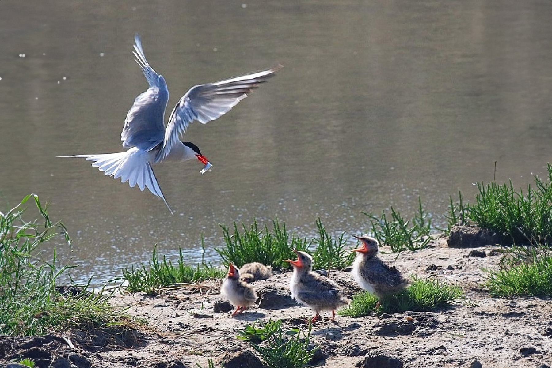 Visdiefje met voedsel voor jongen