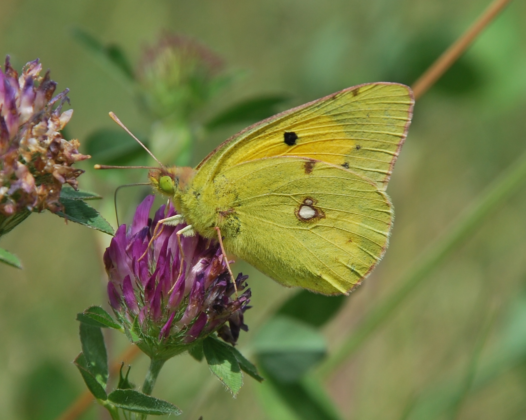 Oranje Luzernevlinder