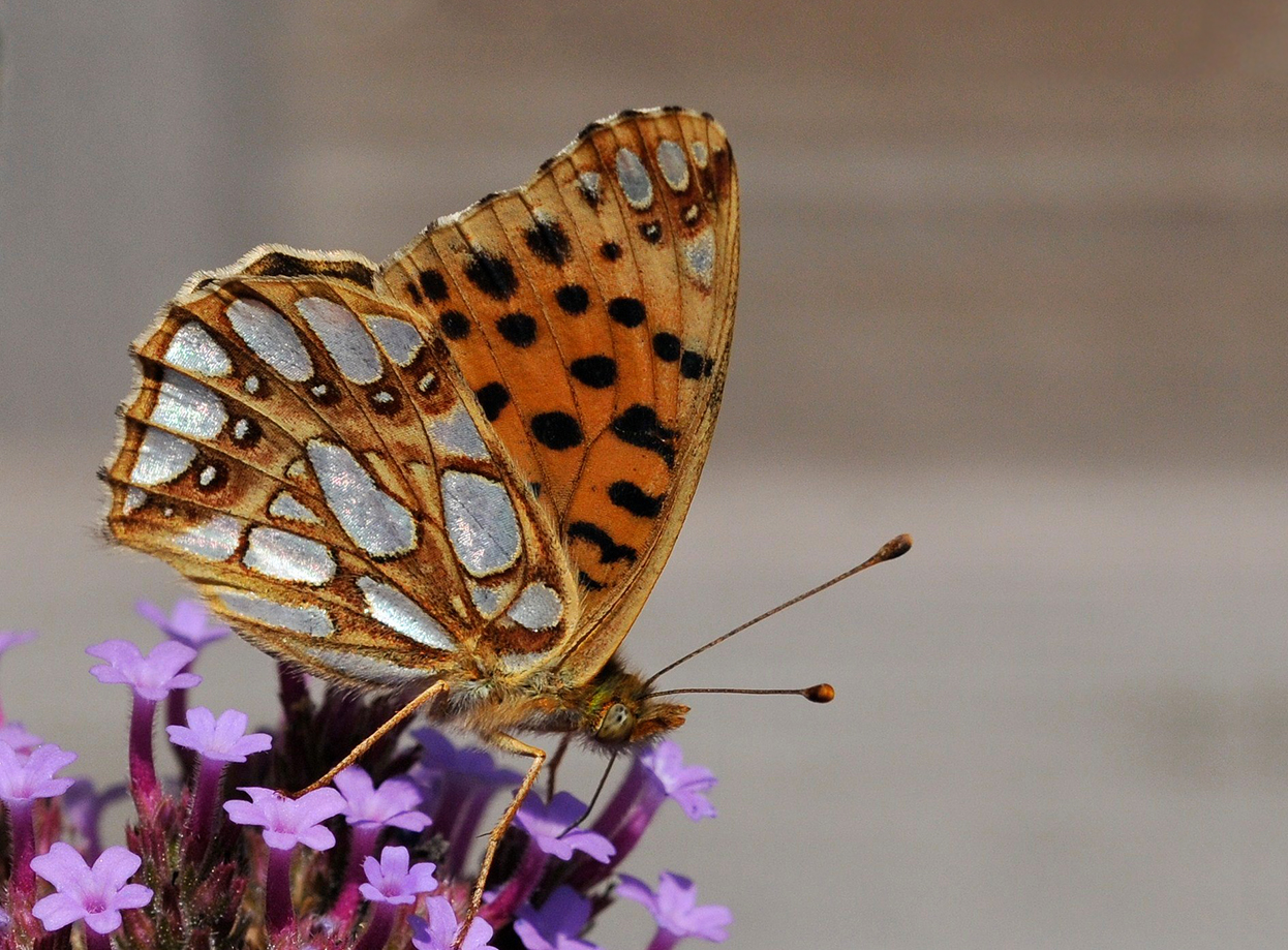 Kleine Parelmoervlinder