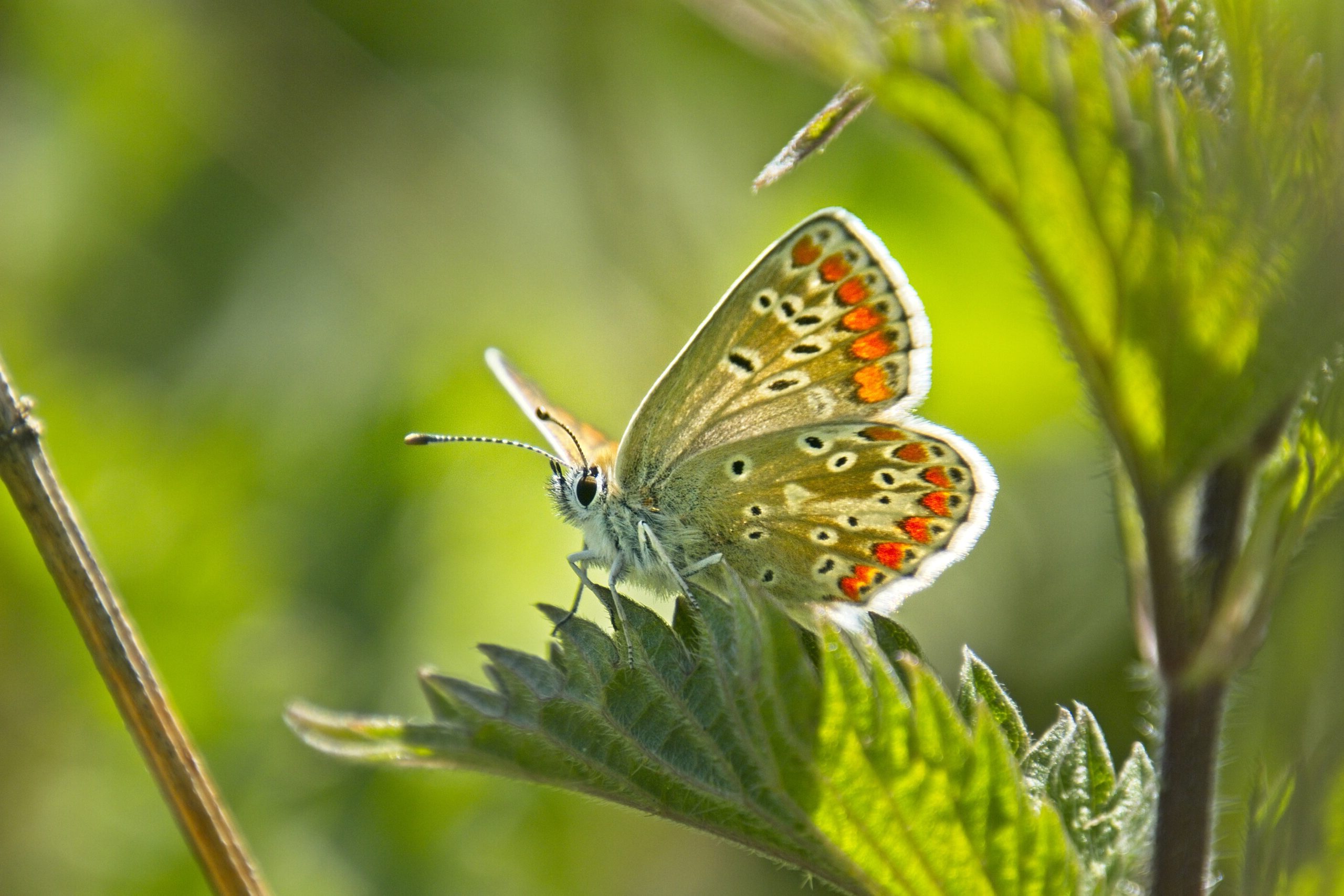 Bruin blauwtje - Wilma-Tempelman-Vreugdenhil