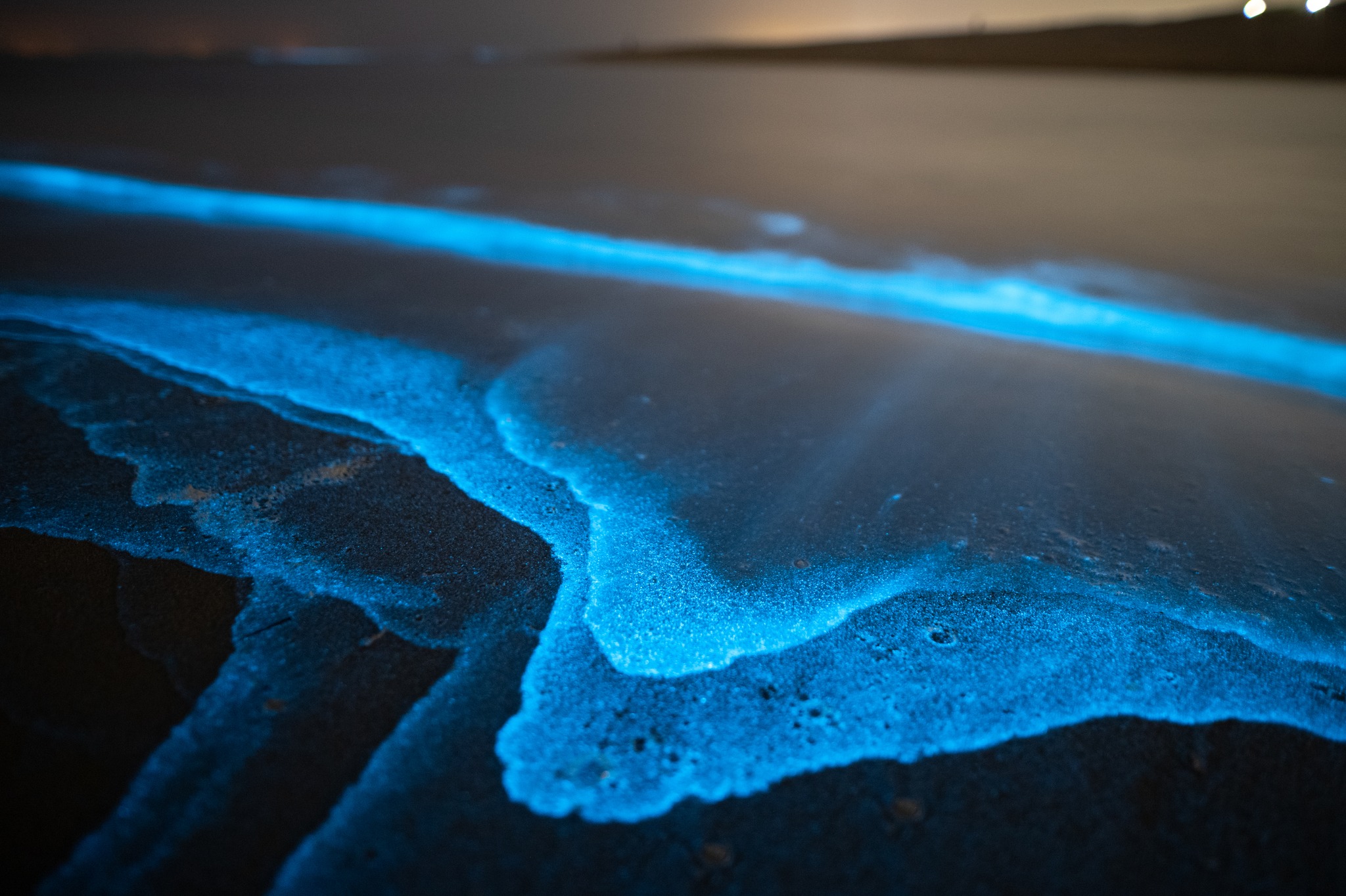 Zeevonk Corné Ouwehand