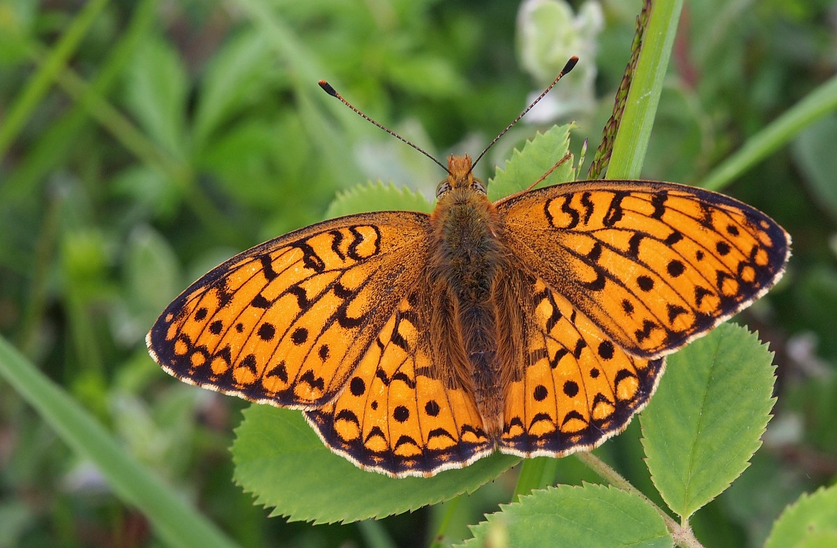 duinparelmoervlinder