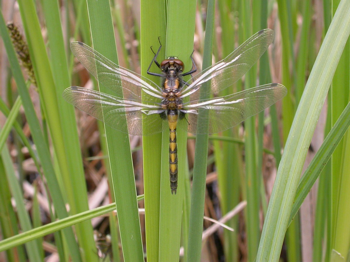 gevlekte witsnuitlibel
