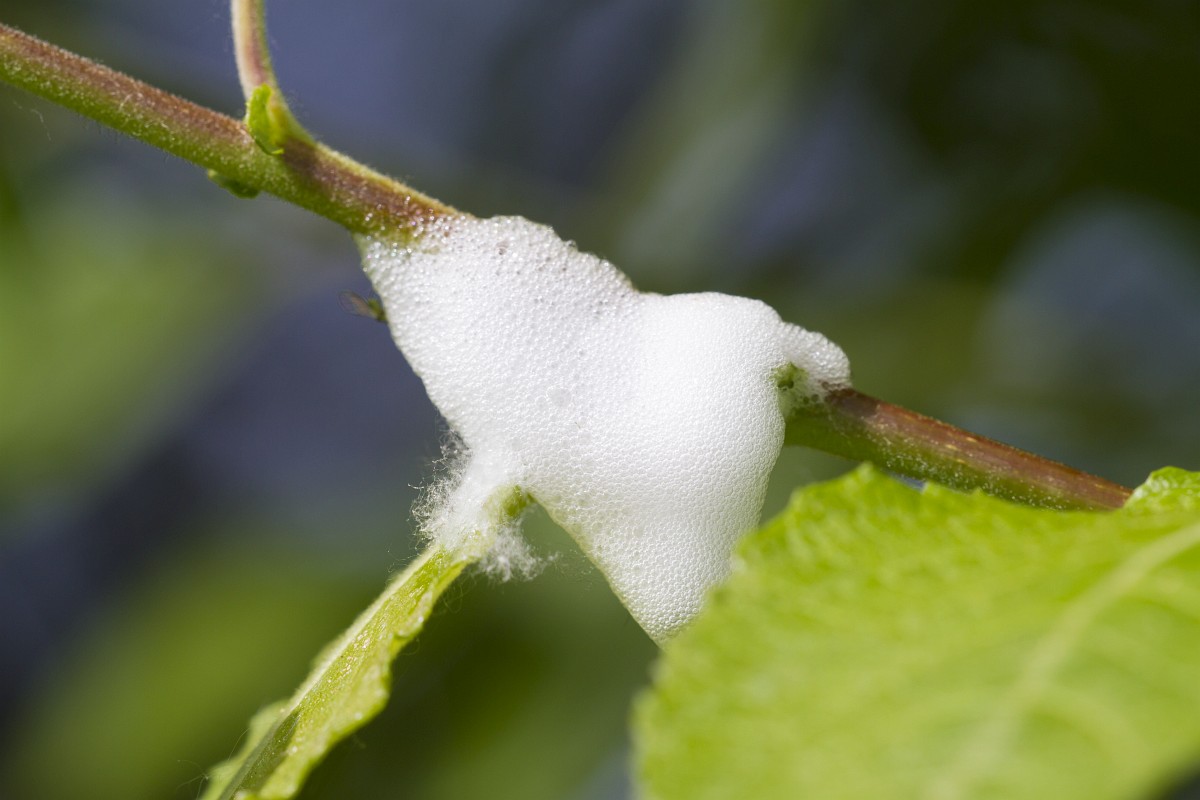 Philaenus spumarius 4, Schuimbeestje, Saxifraga-Jan Nijendijk
