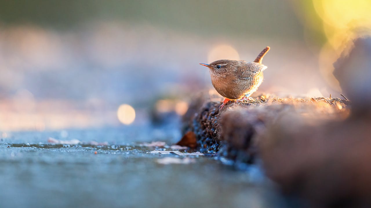 Winterkoninkjes