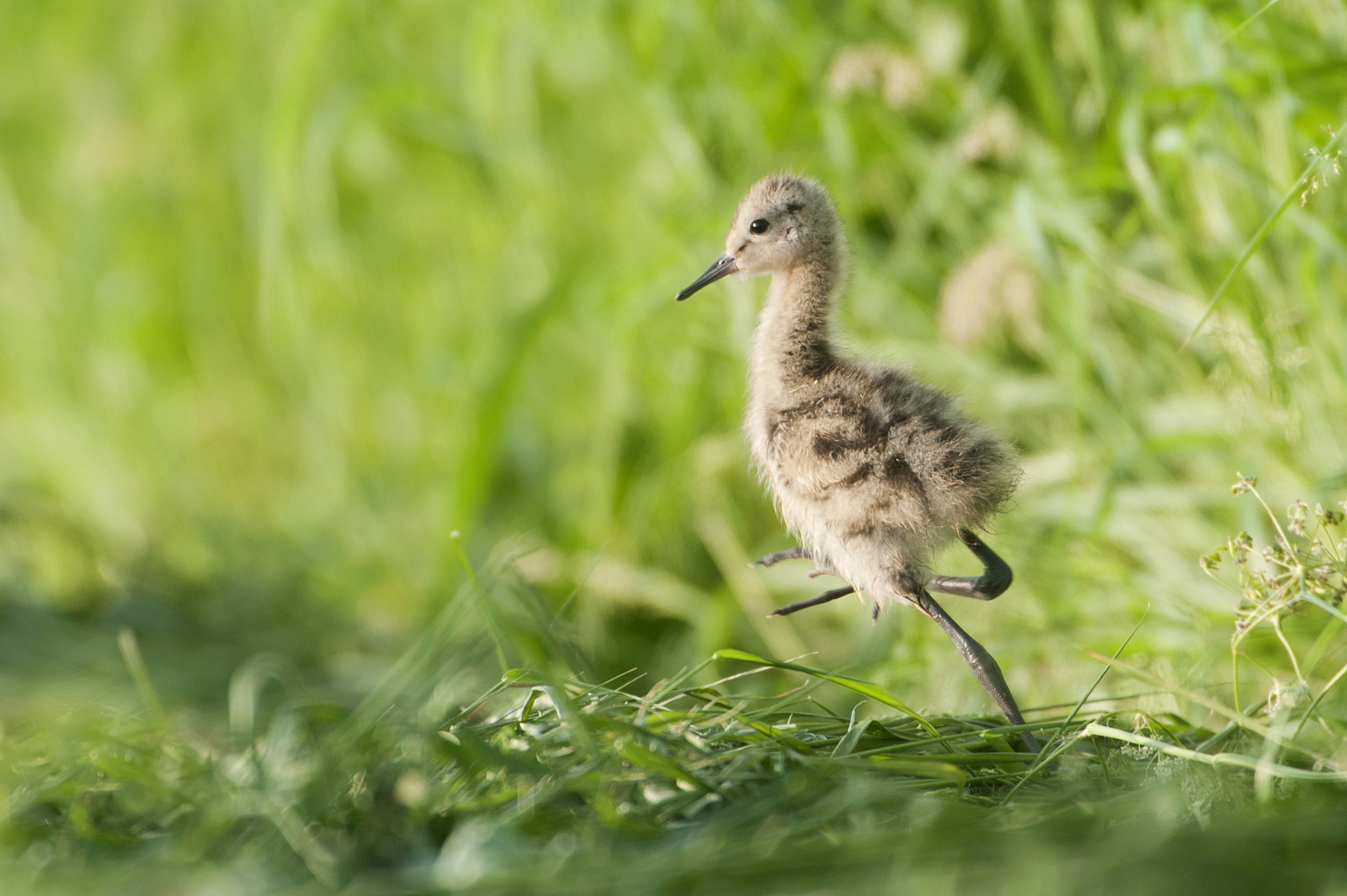 Grutto kuiken in het gras