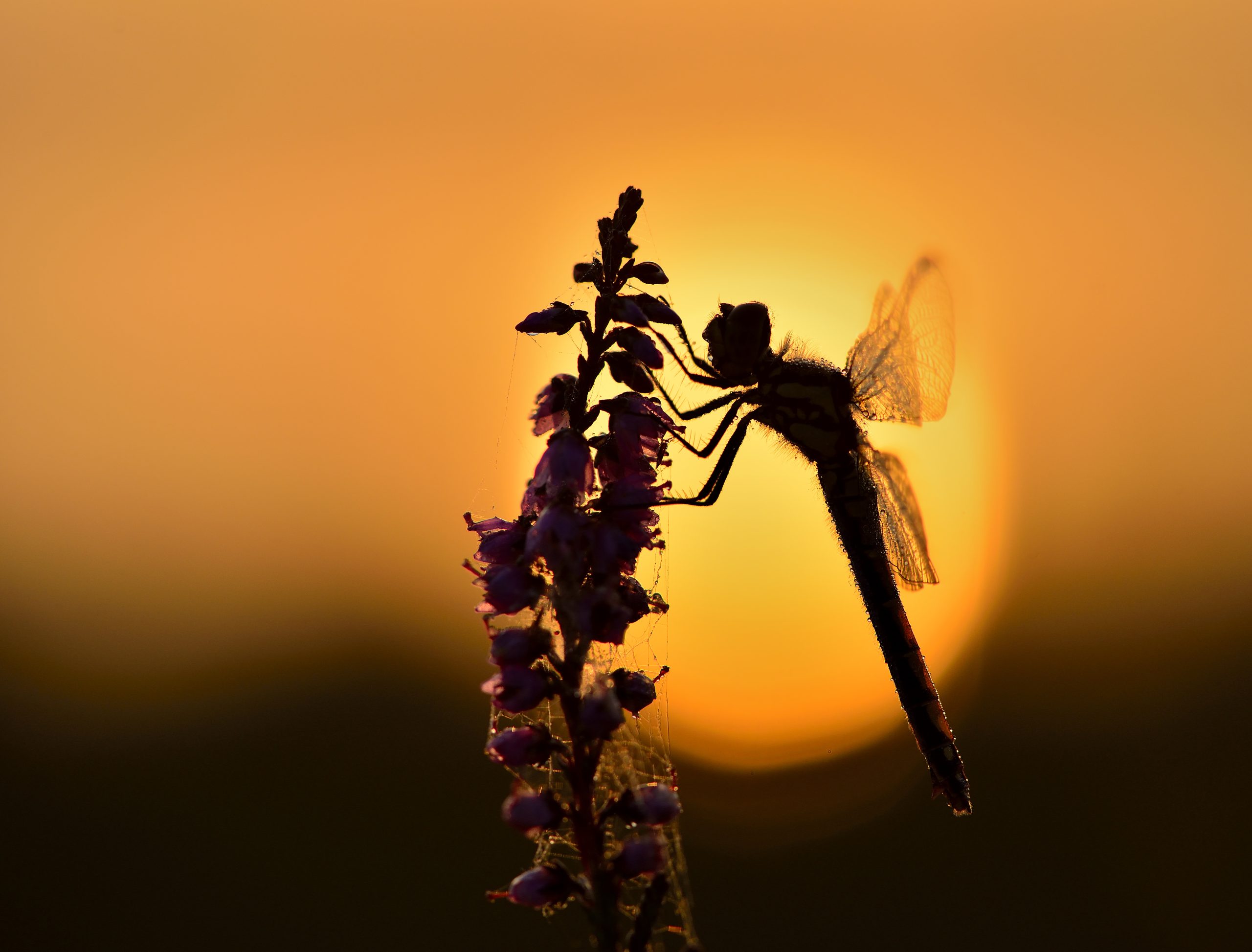 Libelle zonsondergang
