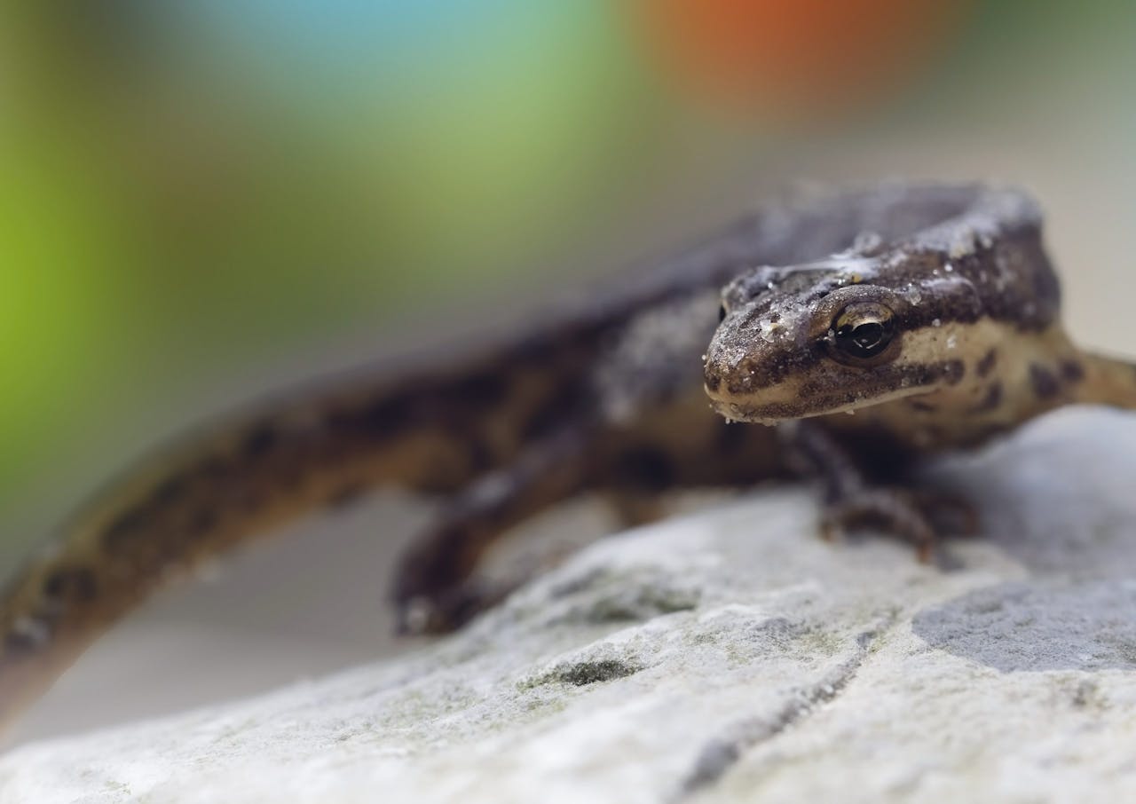 Met een flauwe oever ontstaat weer ruimte voor biodiversiteit. Planten en dieren - zoals de kleine watersalamander - krijgen weer een kans.