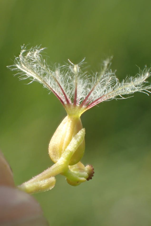 kleine valeriaan vrucht