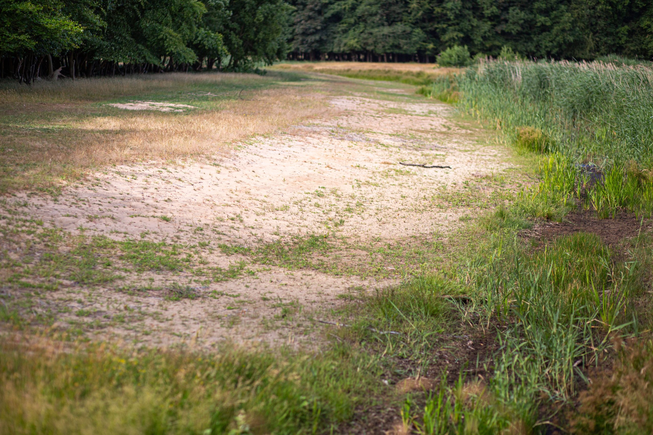 Natuurherstel in Langeveld, in de duinen bij Noordwijk