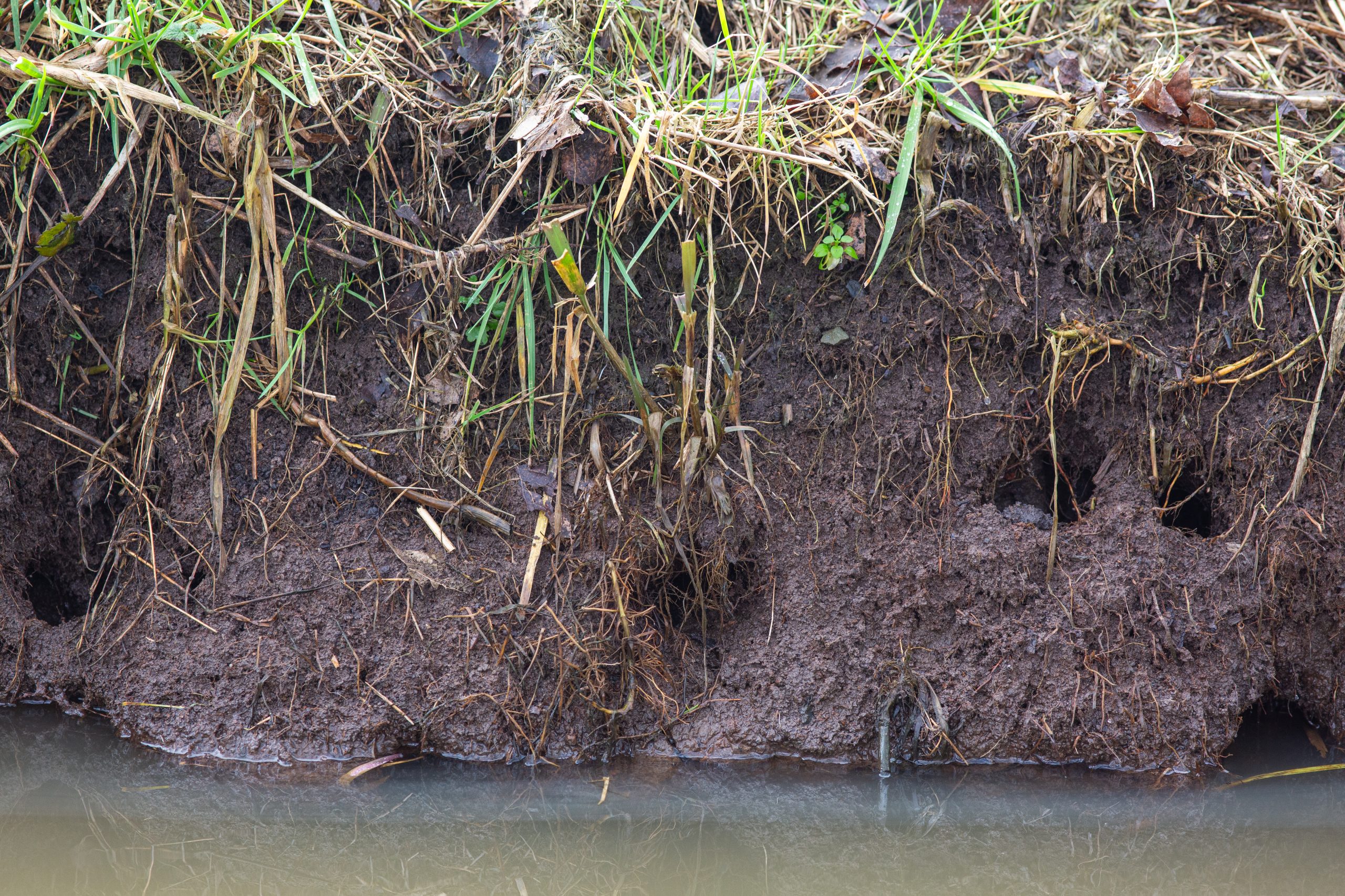 Schade aan de oever door rivierkreeften