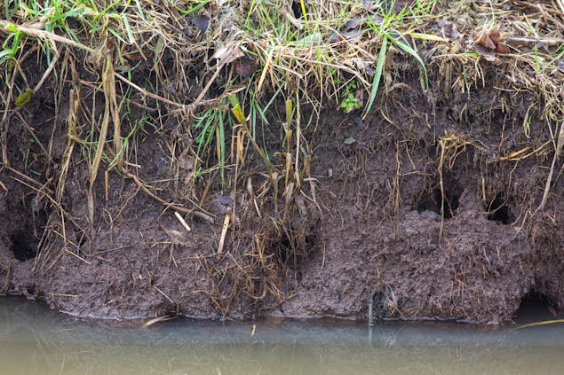 Schade aan de oever door rivierkreeften