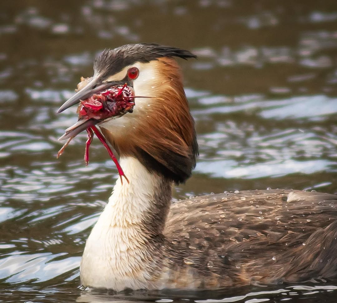Fuut die een Amerikaanse rivierkreeft eet