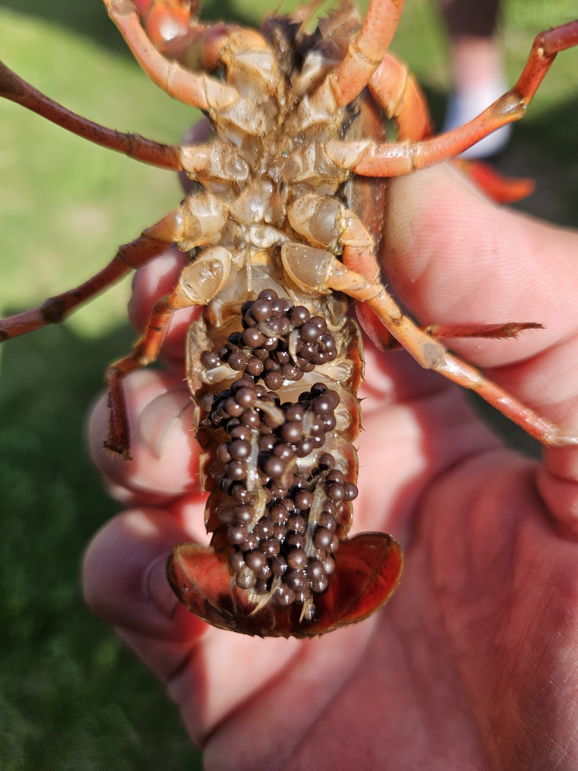 Vrouwtjeskreeft met eieren